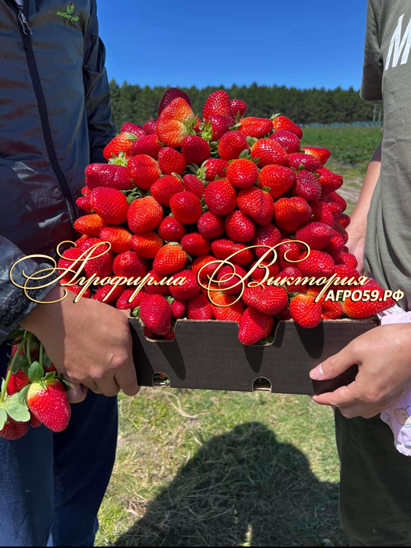 Клубника японской селекции «ИКИГАЙ» (НАШ ШОК И ВОСТОРГ В 2024 ГОДУ!!!) Клубника японской селекции «ИКИГАЙ» (НАШ ШОК И ВОСТОРГ В 2024 ГОДУ!!!)