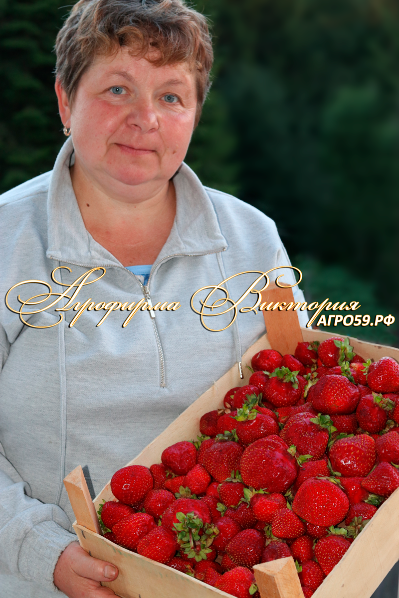 Клубника "КОЛЬТ"
