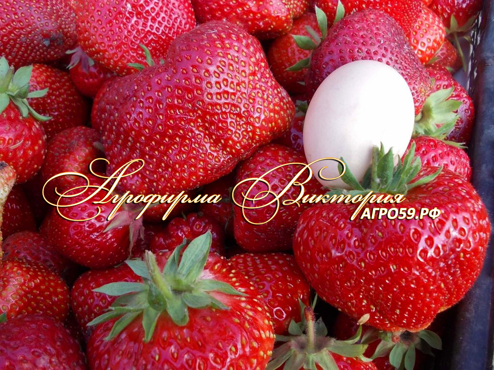 Купить Саженец Клубники Бон Бон Берри