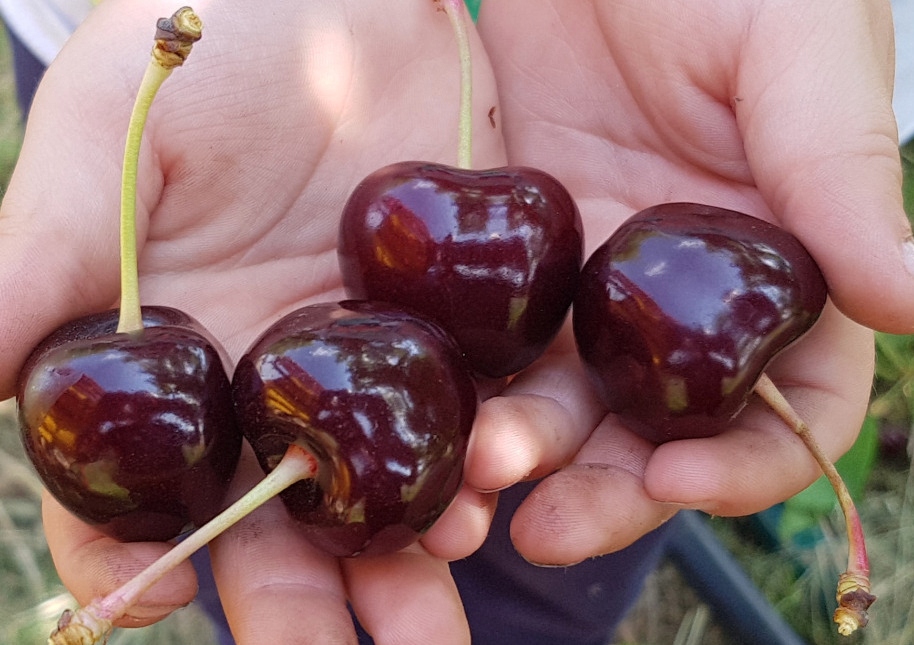 Черешня БЫЧИЙ ГЛАЗ Черешня БЫЧИЙ ГЛАЗ