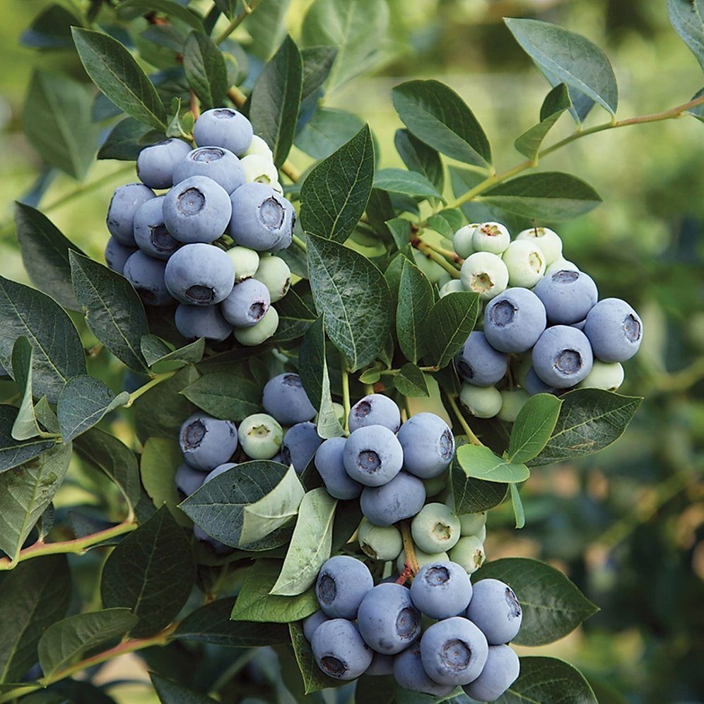 Голубика ПУРУ