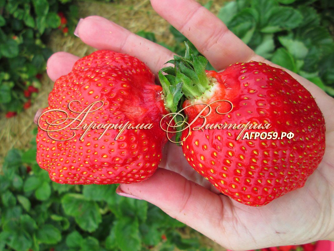 Клубника МАМОЧКА