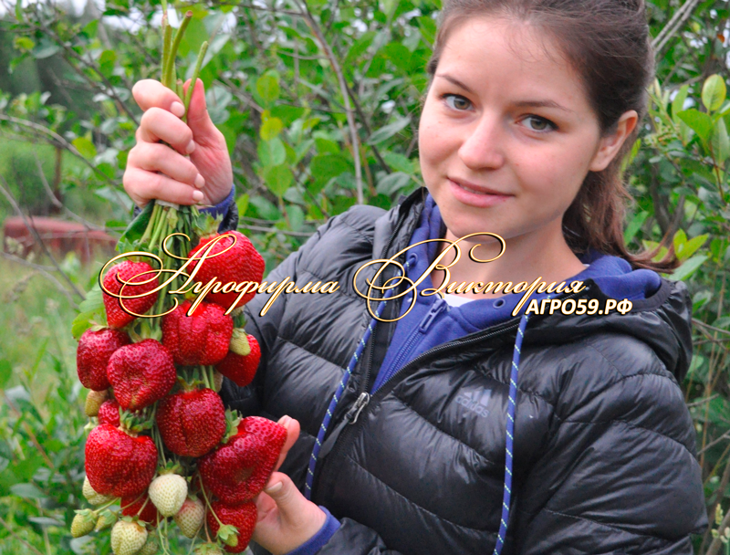 Клубника "ХАКАТА АМАУ"  (КРУПНОМЕР! ОГРОМНЫЙ КУСТ, УРОЖАЙ В ГОД ПОСАДКИ)