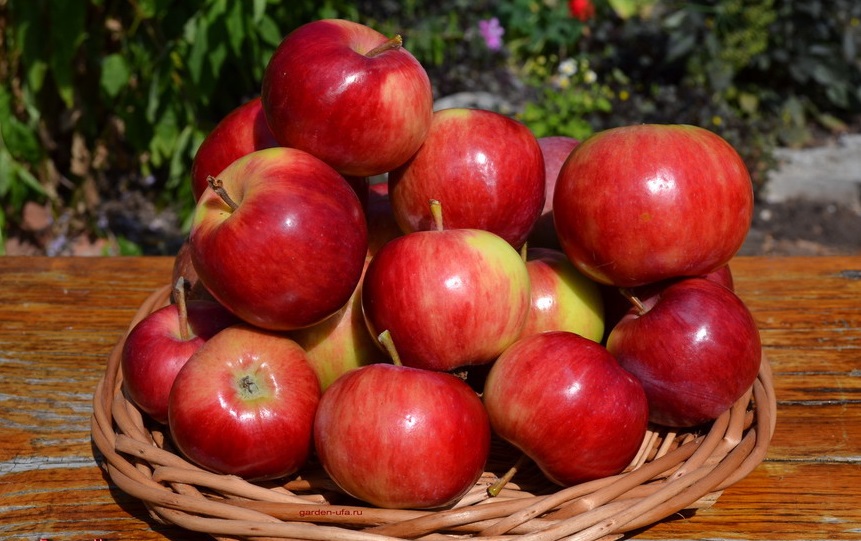 Яблоня "АКСЕНА"