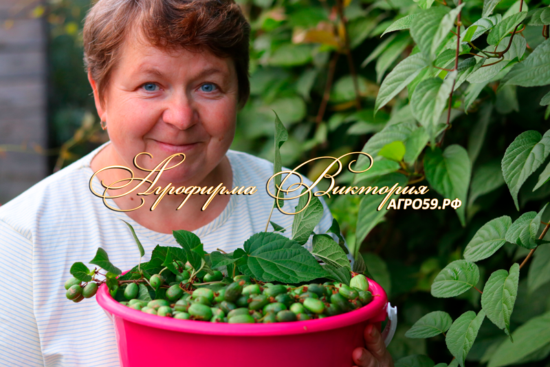 Актинидия коломикта ("УРАЛЬСКОЕ КИВИ") "КОНФЕТНОЕ КИВИ" Актинидия коломикта ("УРАЛЬСКОЕ КИВИ") "КОНФЕТНОЕ КИВИ"