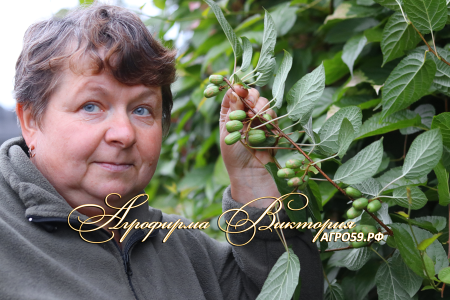 Актинидия ("УРАЛЬСКОЕ КИВИ") "ЗЕМЛЯНИЧНАЯ"