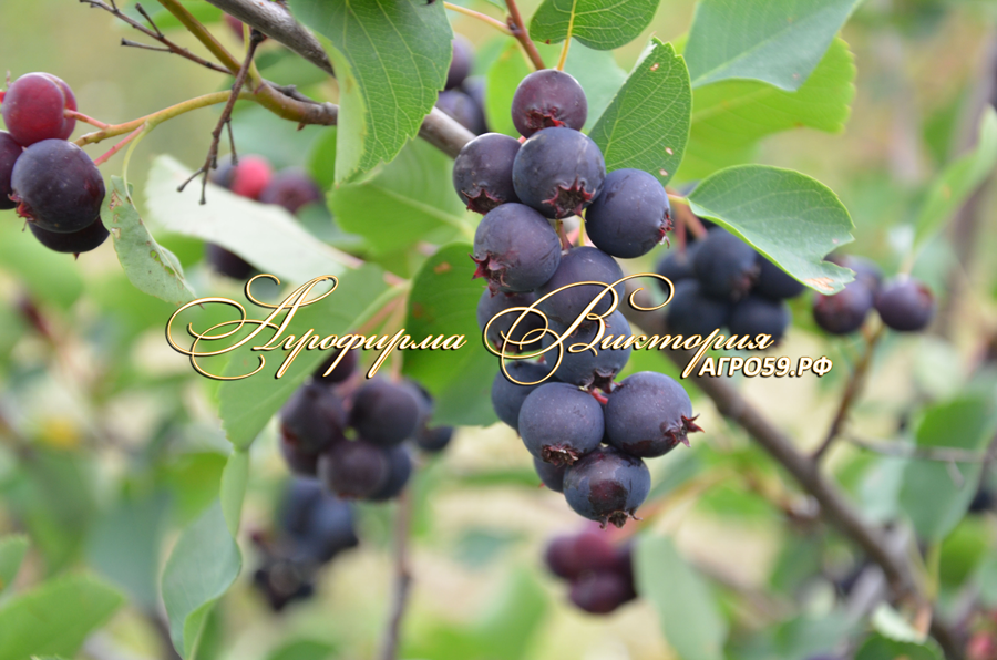 Ирга ольхолинстная ХОНИВУД ("Honeywood", Канада)